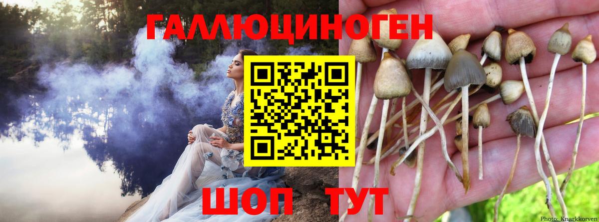 Галлюциногенные грибы Psilocybine cubensis Ржев